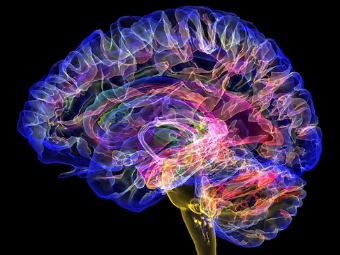 欧美多人乱伦肏大屄视频大脑植入物有助于严重头部损伤恢复
